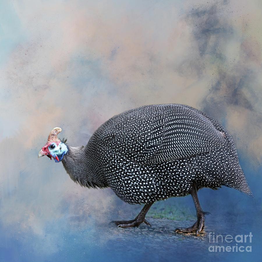 Helmeted Guineafowl Photograph by Eva Lechner