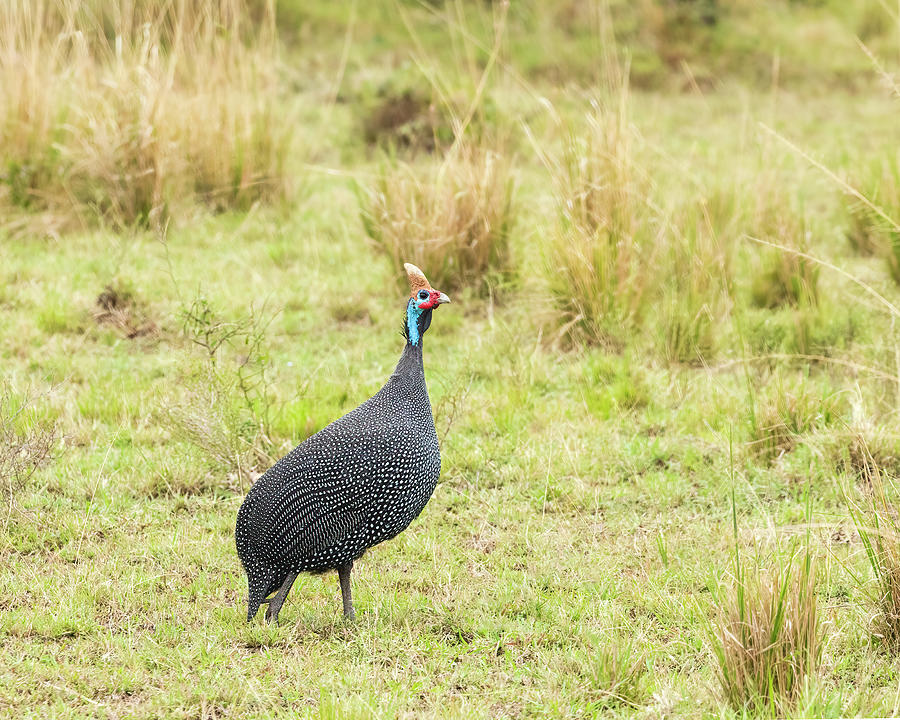 Helmeted Guineafowl  Photograph by Lindley Johnson