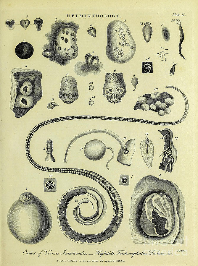 Helminthology - Study of parasite worms l3 Drawing by Historic ...