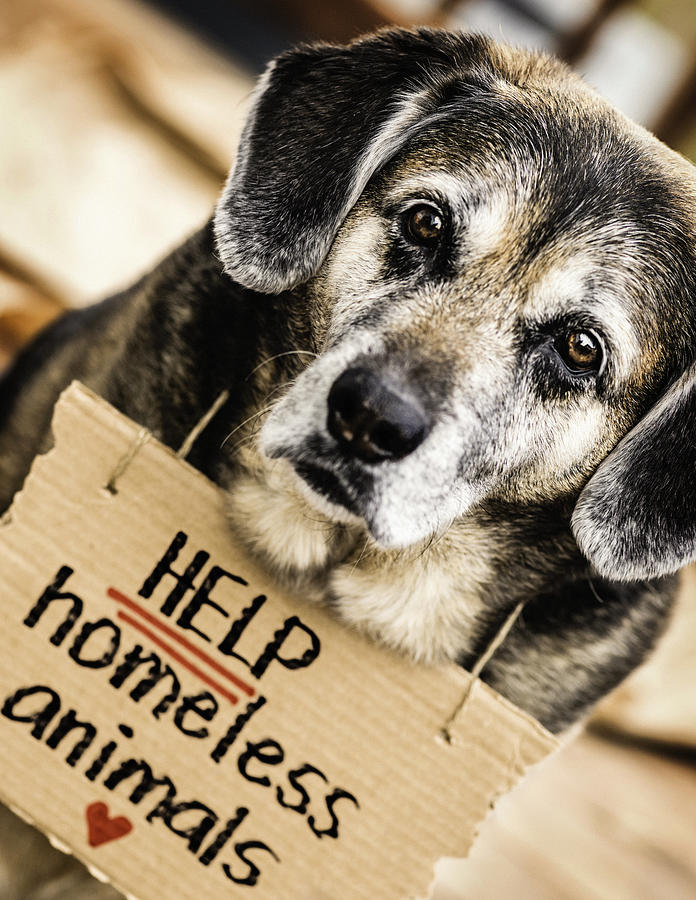 Help Homeless Animals Photograph by CatLane