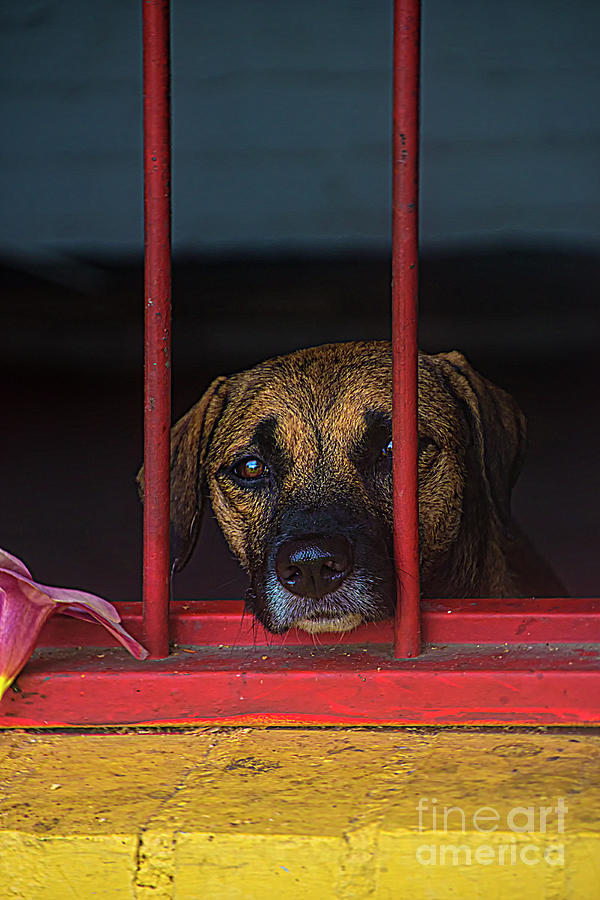 HELP - Please Adopt Rescued Dogs And Cats Photograph by Al Bourassa