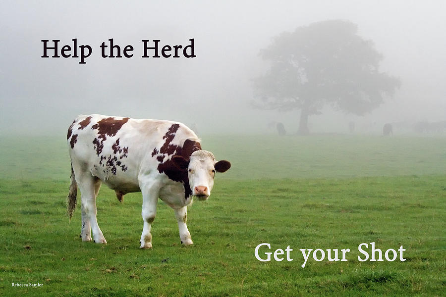 Help the Herd Photograph by Rebecca Samler