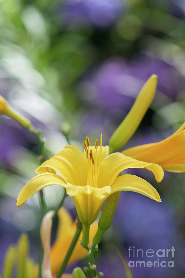 Hemerocallis Banbury Canary Flower Photograph by Tim Gainey