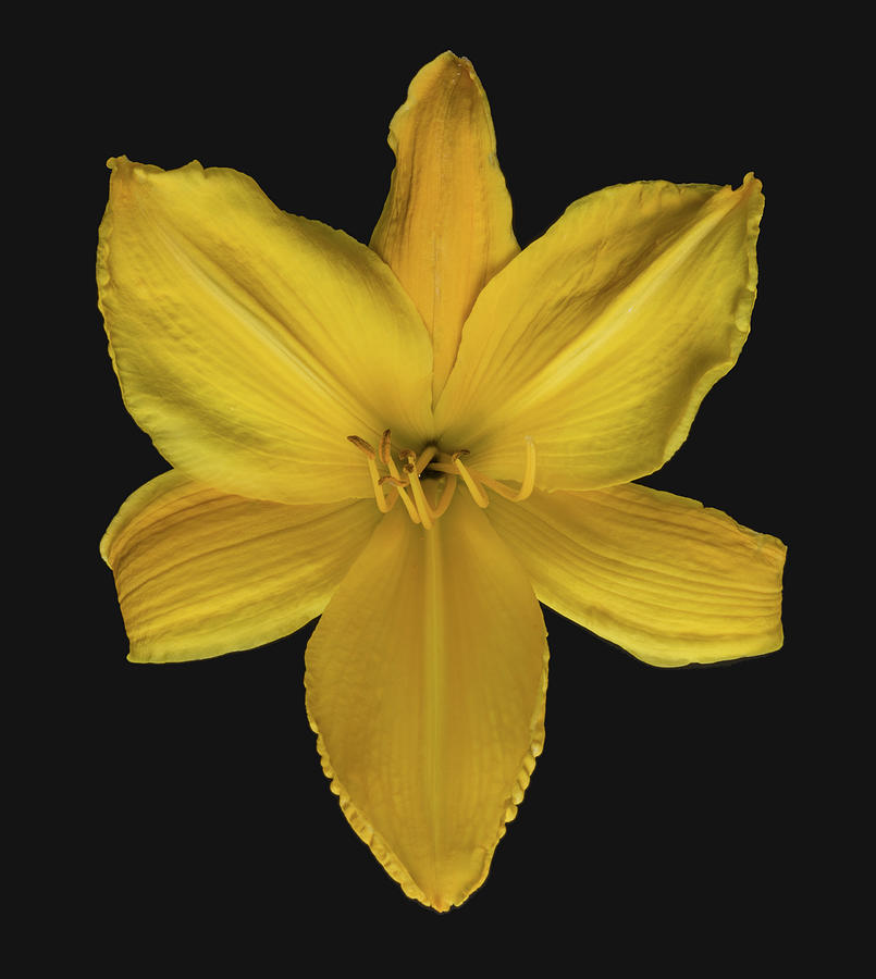Hemerocallis 'Buttered Popcorn' daylily Photograph by Bill Pusztai Pixels