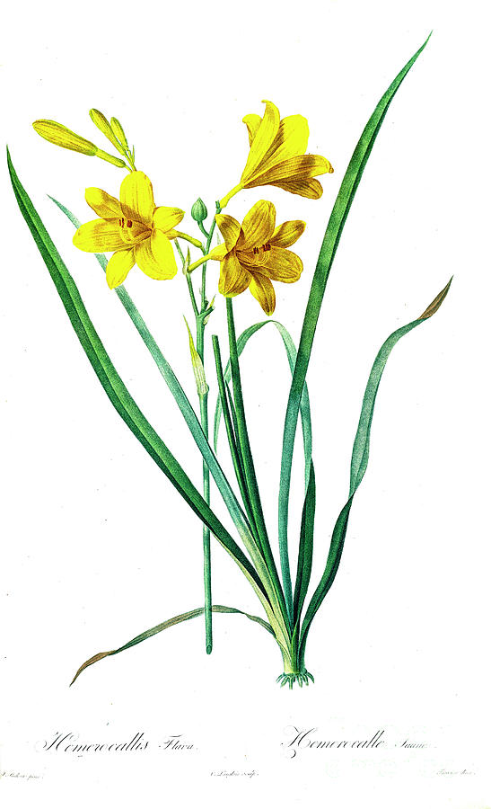 Hemerocallis Flava The Yellow Day-lily,  Z5 Drawing