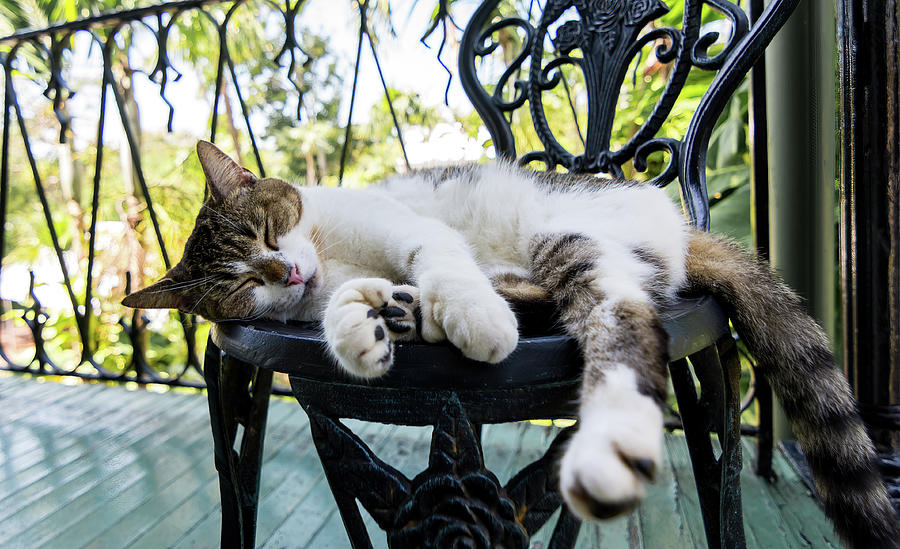 Hemingway cat napping outdoors Photograph by Jamie Hecker - Fine Art ...