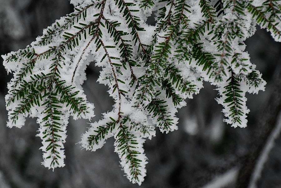 Hemlock and Hibernation Dust Photograph by Randy Bodkins | Fine Art America