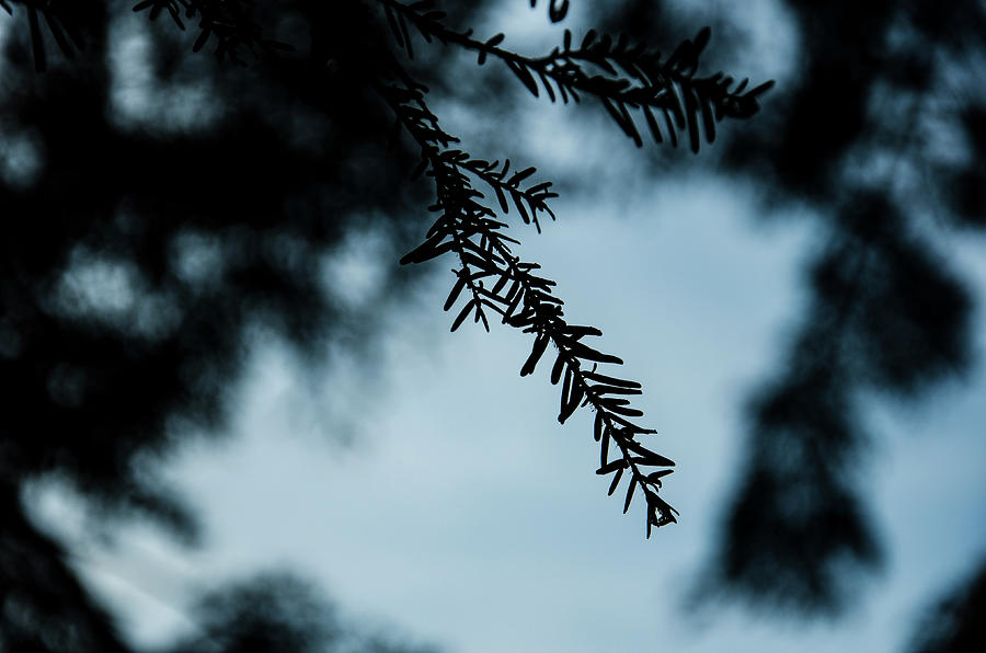 Hemlock Branch Silhouette Photograph