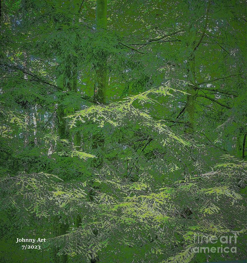 Hemlocks in Shades of Green Photograph by John Anderson