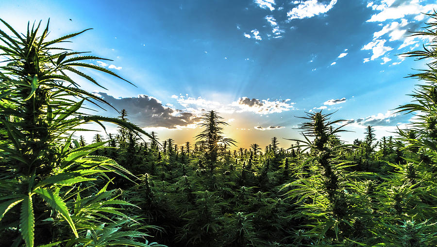 Hemp Field Sunset 69 Photograph by Hemp Landscapes - Fine Art America