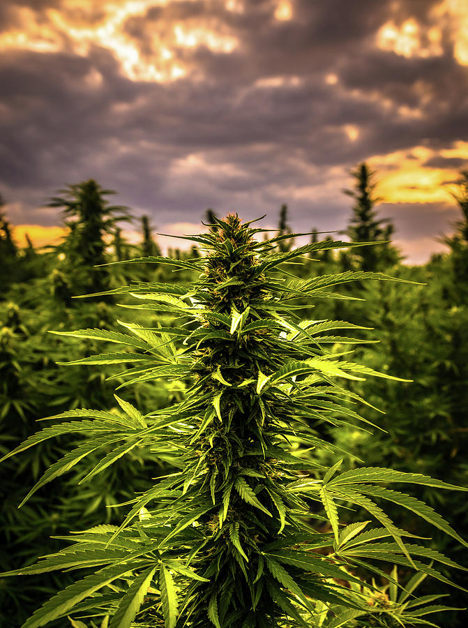 Hemp Field Sunset 28 Photograph by Hemp Landscapes - Pixels