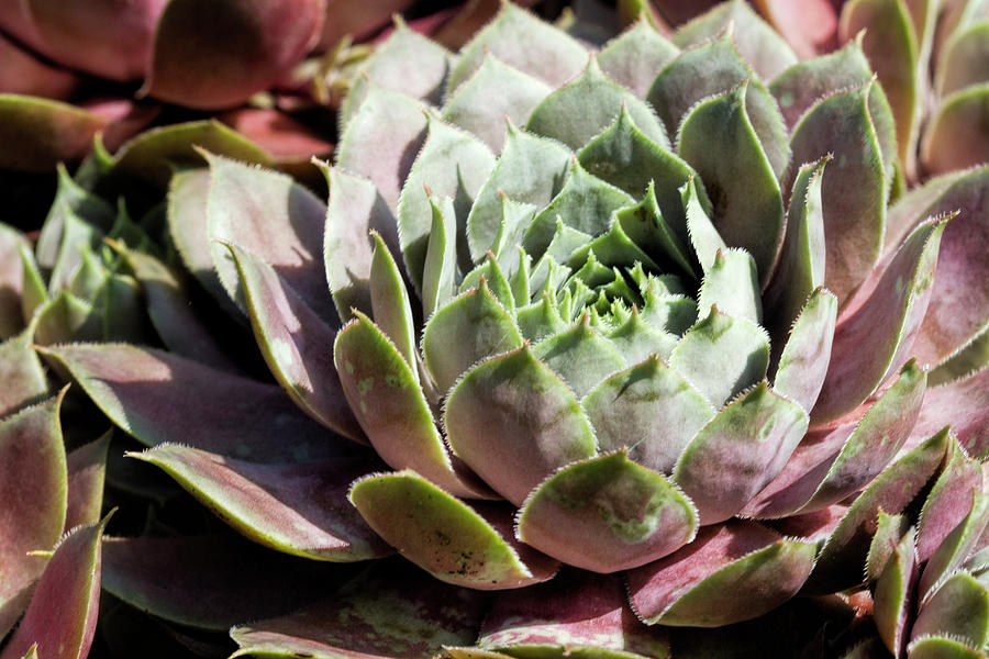 Hen and Chick Rosettes Succulents Photograph by Kathy Clark