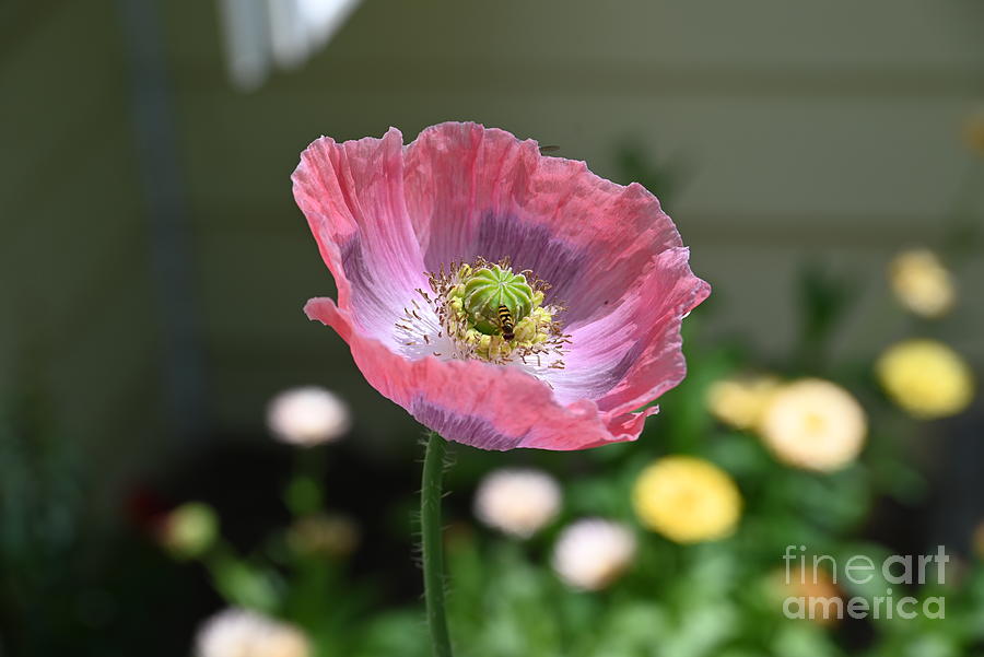 Hen and Chicks Poppy Photograph by Laura Honaker