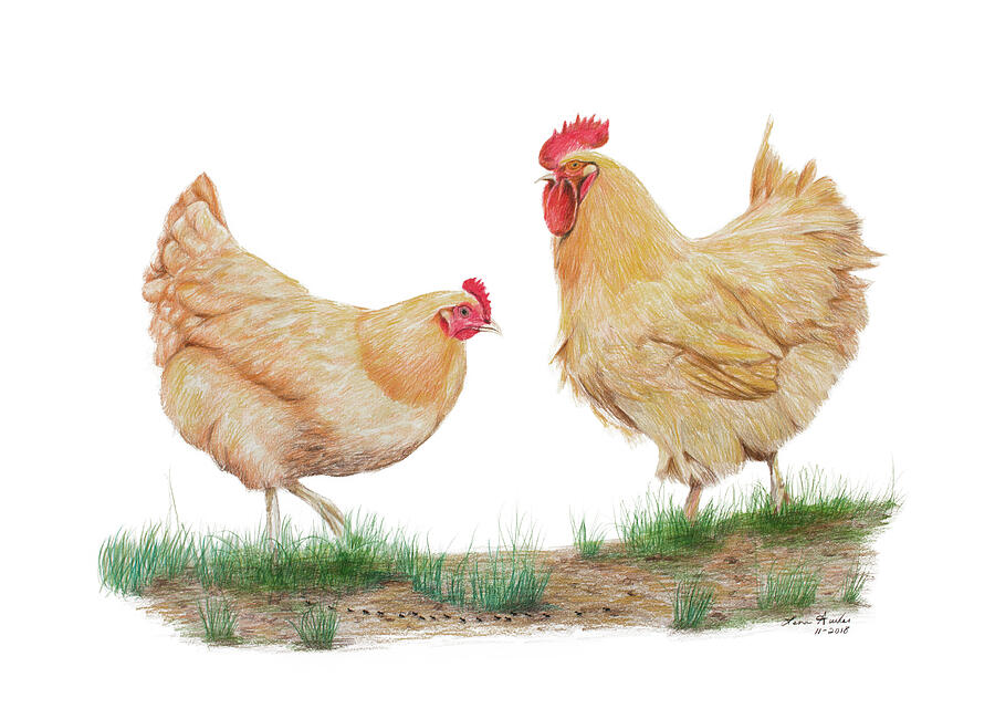 Hen and Rooster Drawing by Lena Auxier