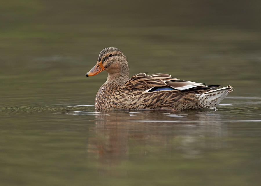 Hen Mallard, Sacramento County California by Doug Herr Hen Mallard, Sacramento County California by Doug Herr