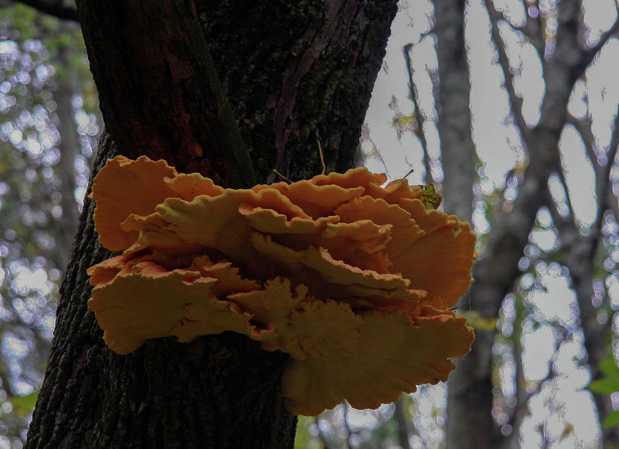Hen of the woods Photograph by George Pennington