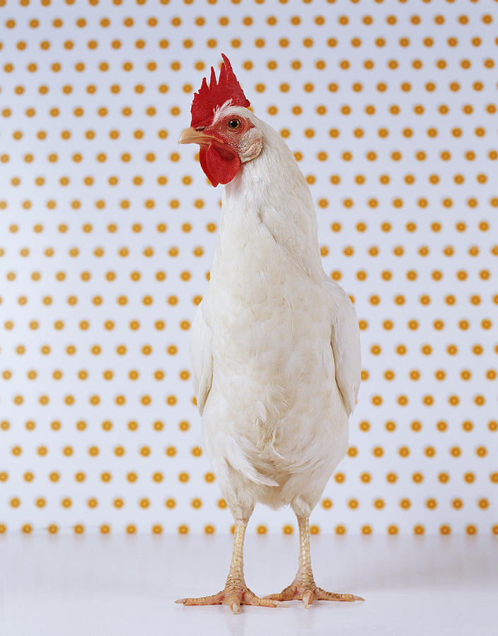 Hen Standing Indoors With Spotted Wallpaper Photograph by Digital Vision.