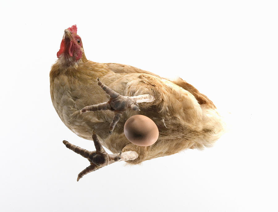 Hen standing over egg, view from below Photograph by Jonathan Kirn