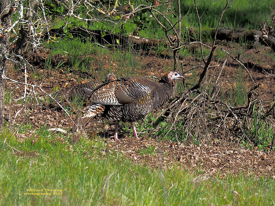 Hen Turkeys Photograph by Richard Thomas