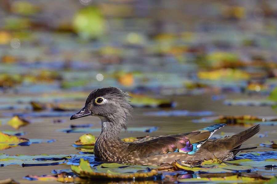 Hen Wood Duck Photograph by Jeffrey Vlaun - Fine Art America