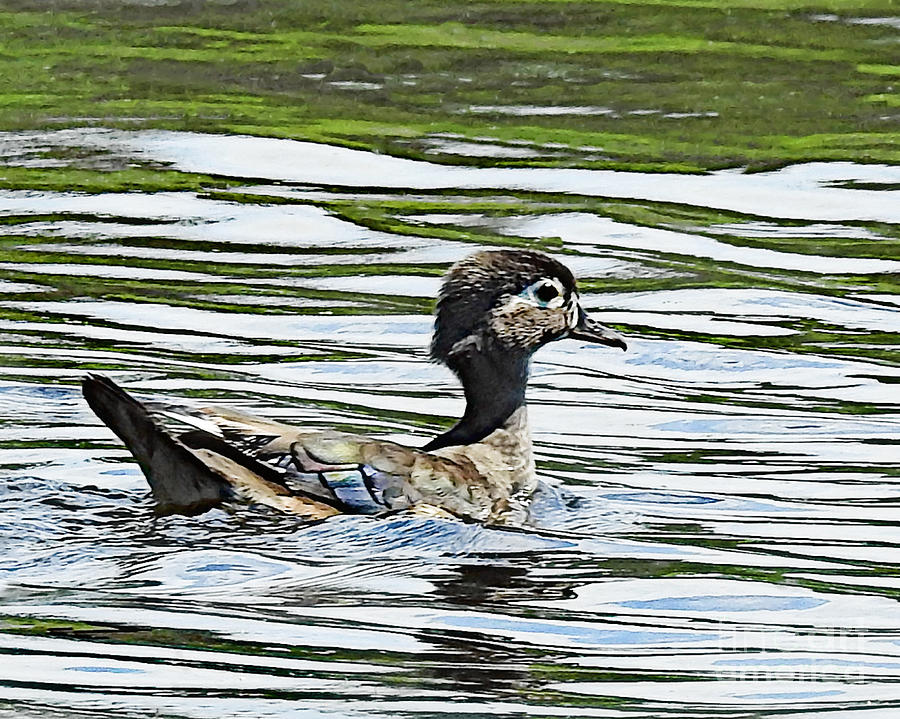 Hen Wood Duck Photograph by Kathy M Krause