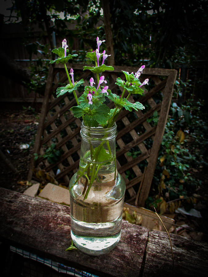 Henbit Deadnettle Vase Photograph by W Craig Photography