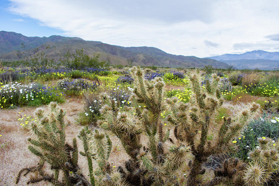 Henderson Canyon Cactus Photograph by Kyle Hanson