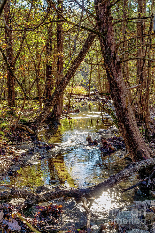 Henning Conservation Woody Creek Photograph by Jennifer White