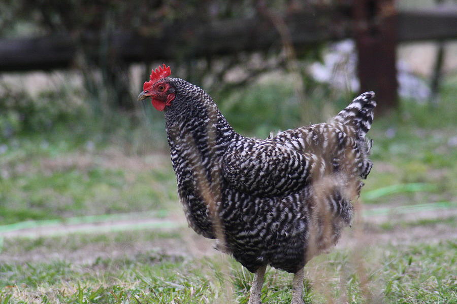 Henny Penny Photograph by Ashley Clewis