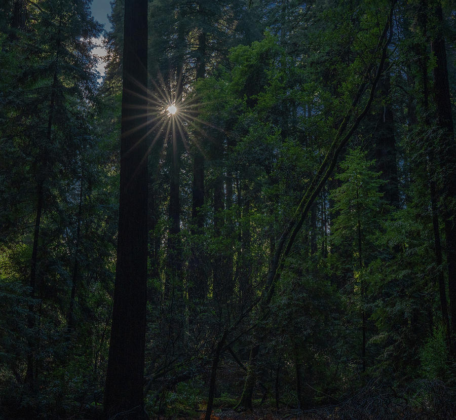 Henry Crowell Redwoods Photograph by Richard Davis - Fine Art America