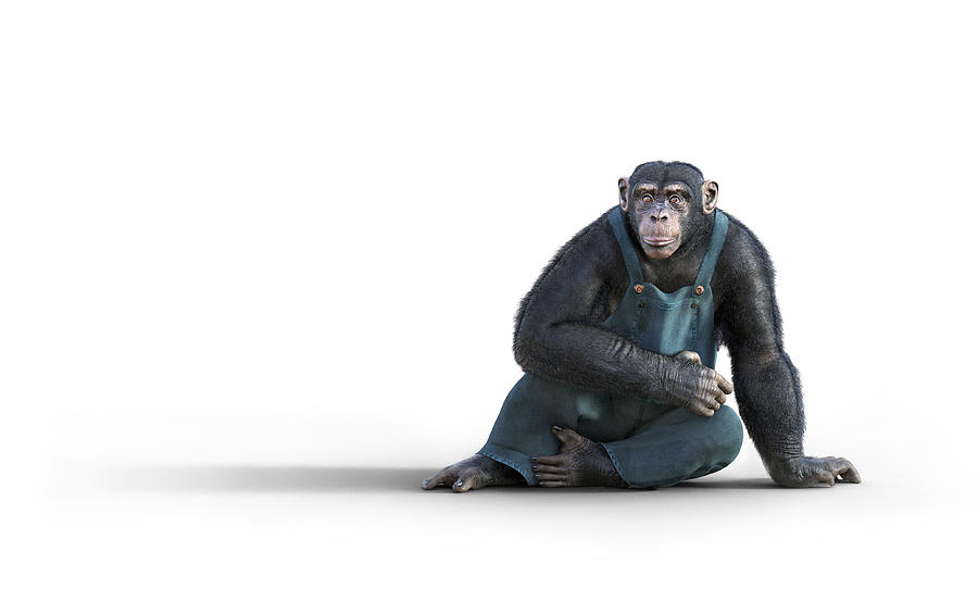 Animal Digital Art - Henry the Adorable Chimp PNG by Betsy Knapp