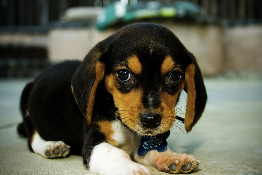 Henry the Beagle Photograph by ItzKirb Photography
