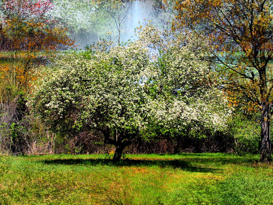 Henrys Orchard Digital Art by Cliff Wilson