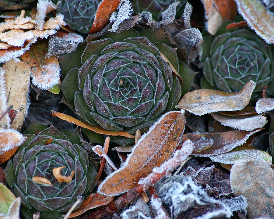 Hens and chicks and frost. Photograph by Rob Huntley