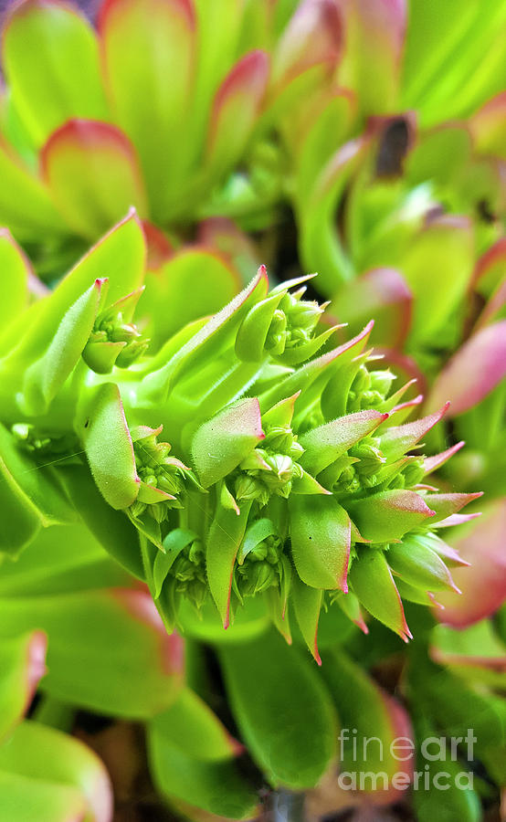 Hens And Chicks Flower Stem Photograph