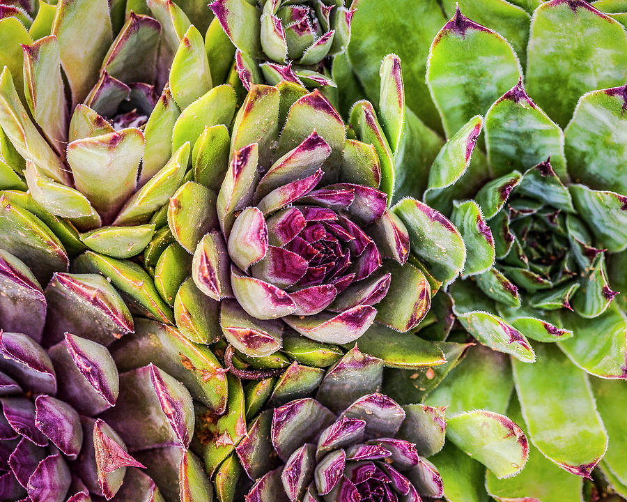 Hens and Chicks Photograph by Maresa Pryor-Luzier