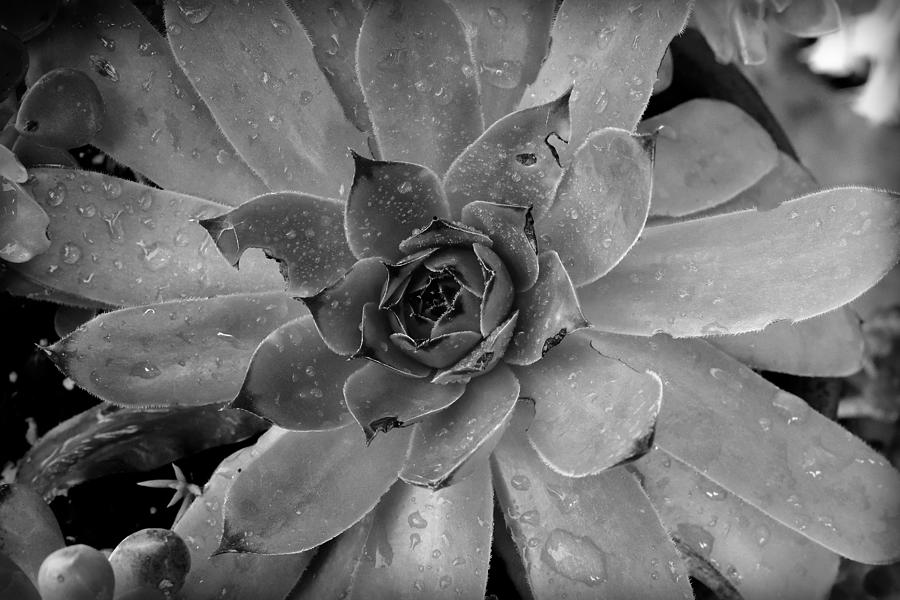 Hens and Chicks Monochrome Photograph by Michael Morse - Fine Art America