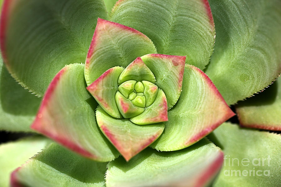 Nature Photograph - Hens And Chicks Succulent by Joy Watson