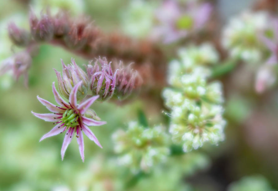 Hens and Chicks Succulent Plant Flowers by Barbara Rogers Hens and Chicks Succulent Plant Flowers by Barbara Rogers