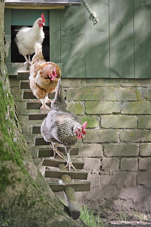 Hens Following the Leader Photograph by Georgeclerk