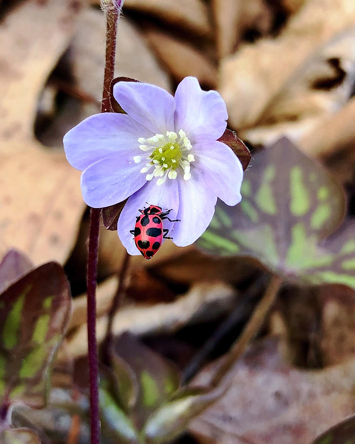 Hepatica with Spotted Lady Beetle Photograph by Sarah Lilja