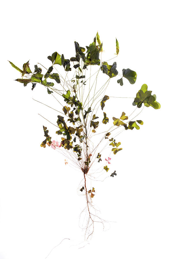 Flower Photograph - Herbaceous plants dried in herbarium Oxalis corniculata by Valentin Ivantsov