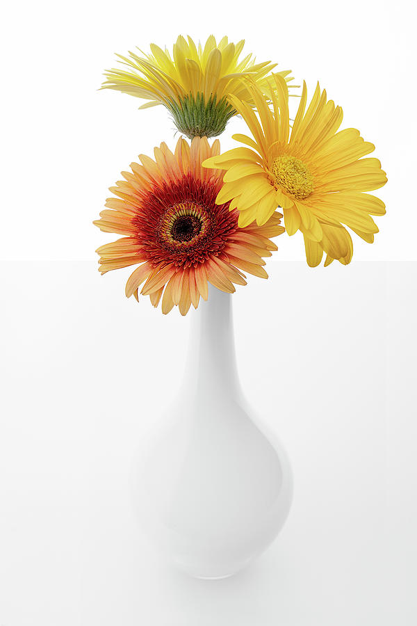 Herberas Yellow Trio in White Vase Photograph by Lily Malor
