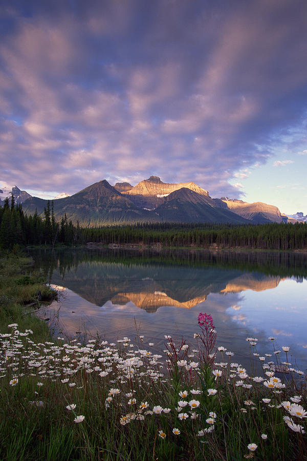 Herbert Lake and Mount Niblock , Banff National Park , Alberta , Canada Photograph by Comstock