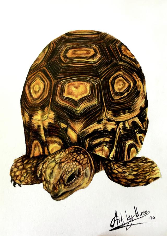 Tortoise by Soumya Praseed on Dribbble