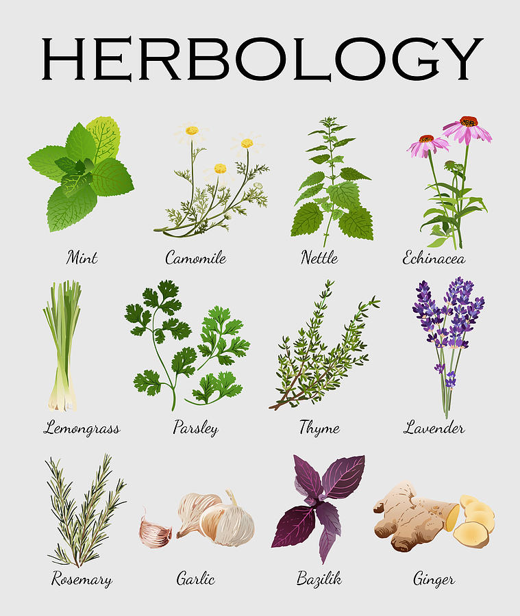 Herbology Gift Botanicals Herbalist I Love Herb Gardening  Painting by Tony Rubino