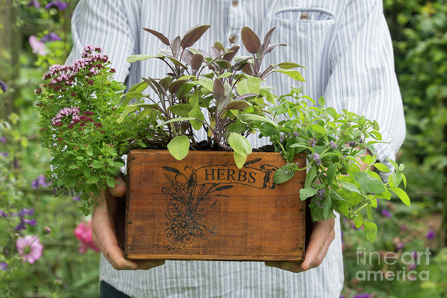 Herbs in a Box Photograph by Tim Gainey