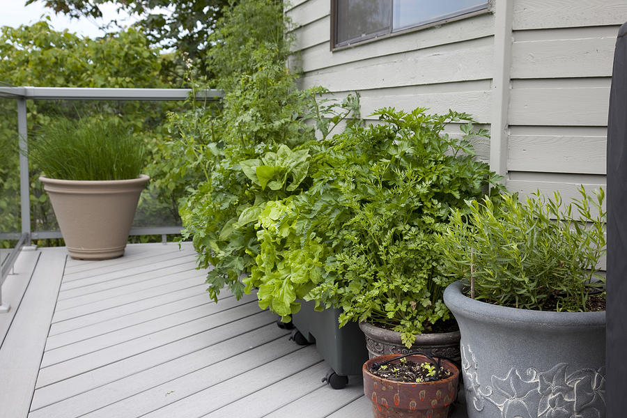 Herbs in pots on balcony Photograph by Gallo Images