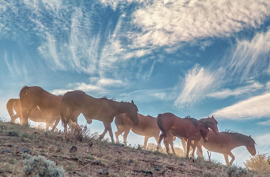 Herd Heading Downhill Photograph by Marc Crumpler