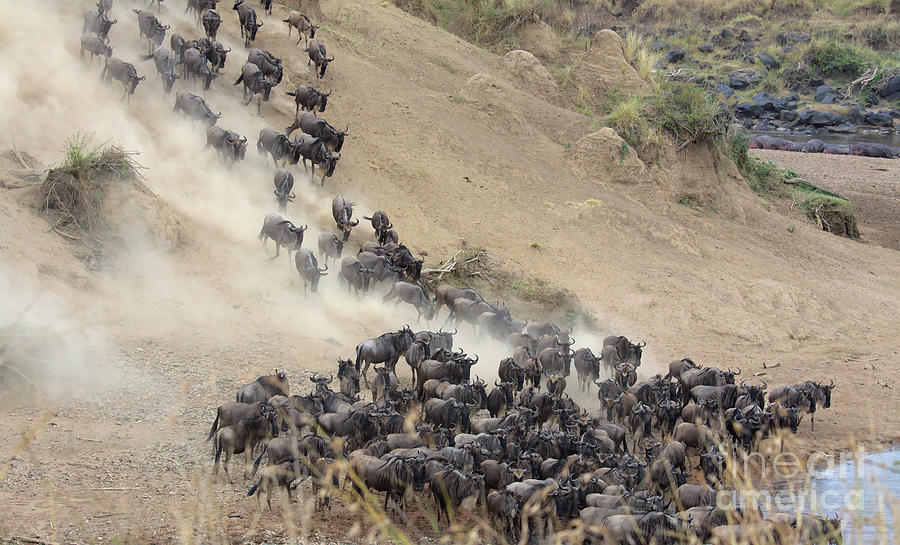 Herd mentality Photograph by Nirav Shah
